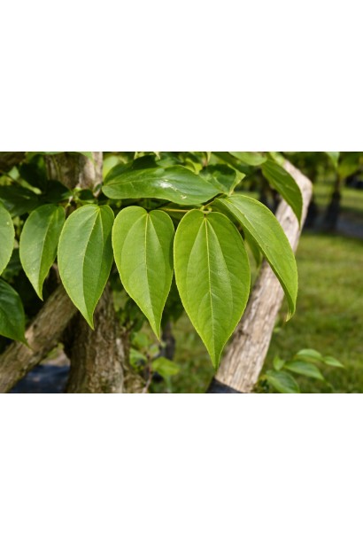 Хептакодіум листя